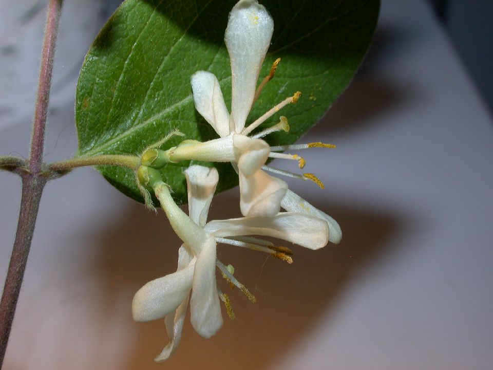 Caprifoliaceae Lonicera morrowii