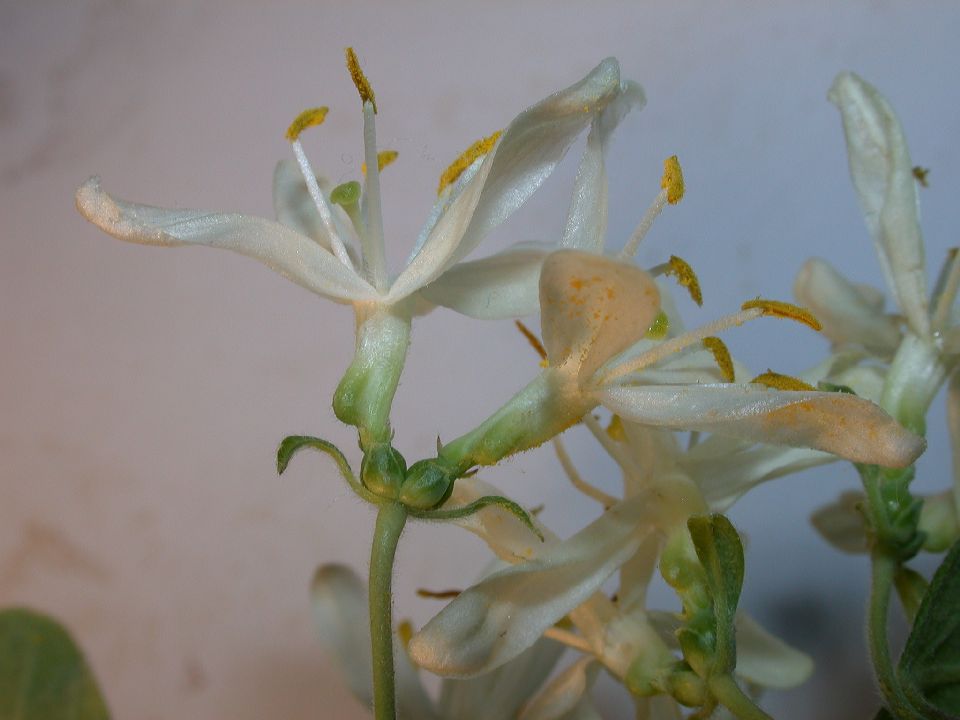 Caprifoliaceae Lonicera morrowii