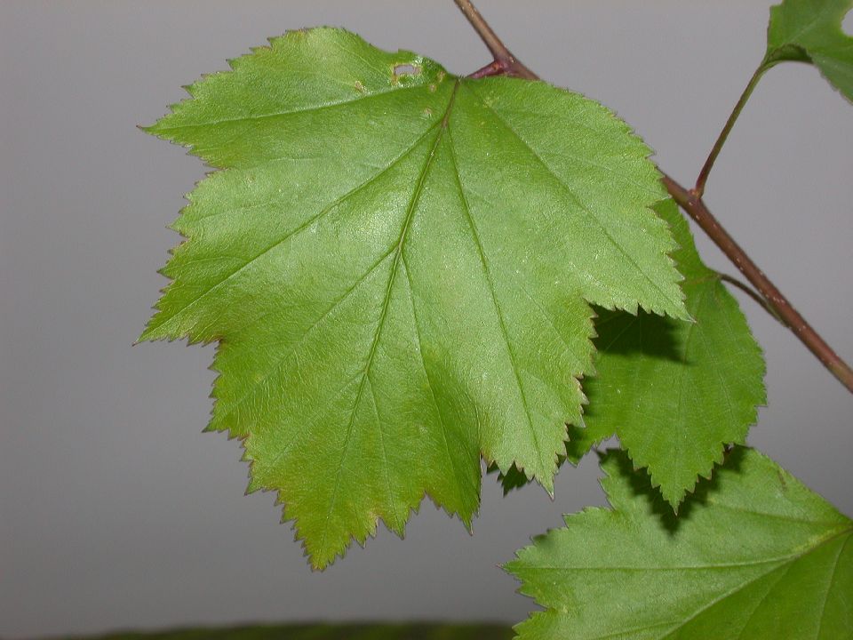 Rosaceae Crataegus 