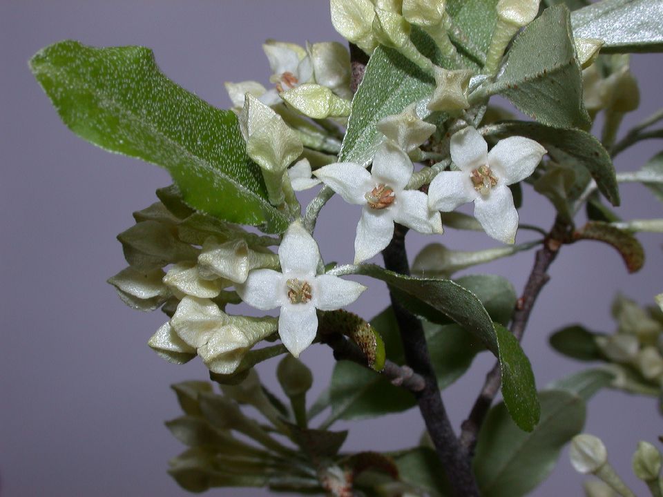 Elaeagnaceae Elaeagnus umbellata