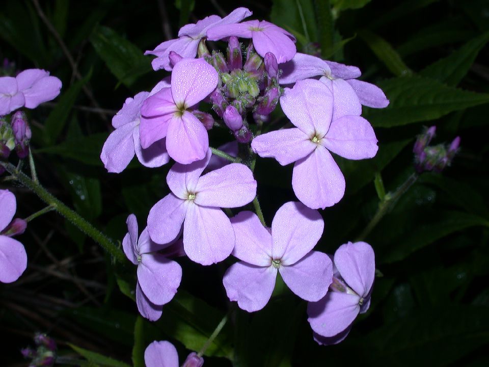 Brassicaceae Hesperis matronalis