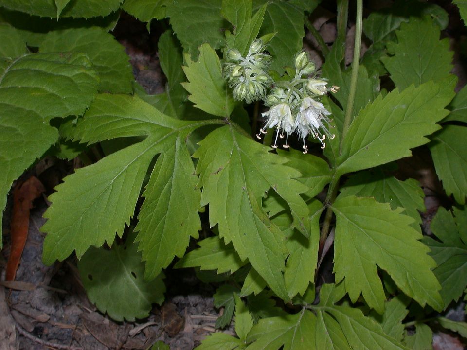 Hydrophyllaceae Hydrophyllum virginianum