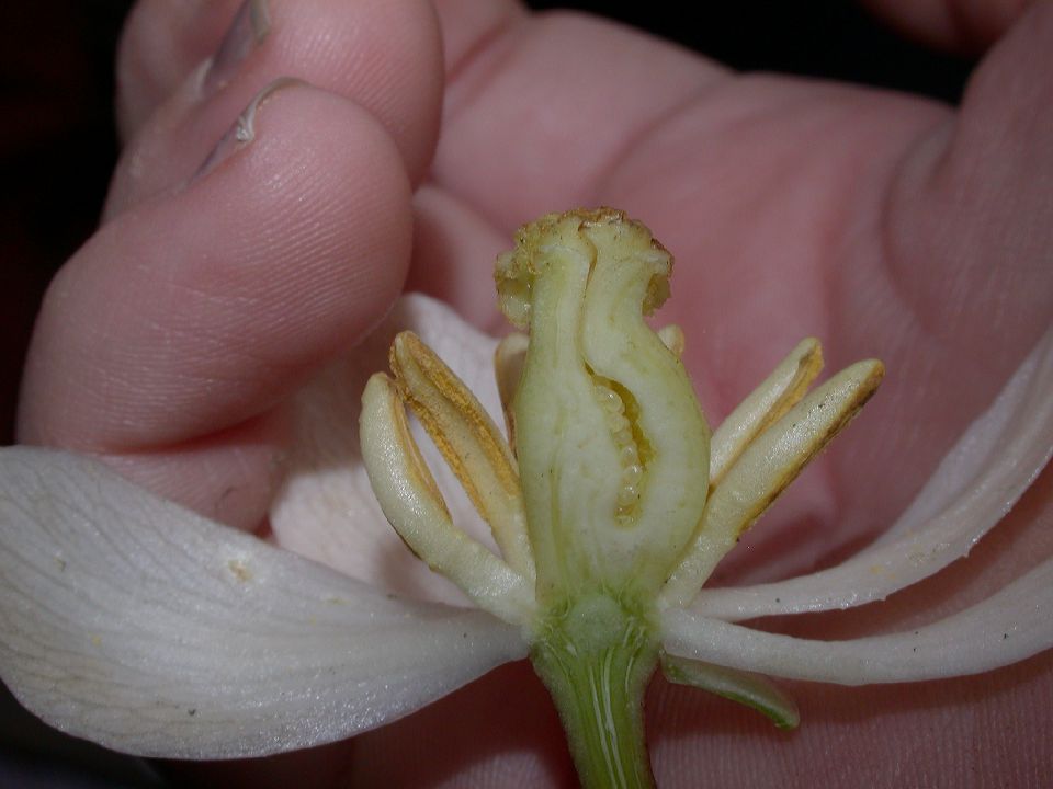 Berberidaceae Podophyllum peltatum