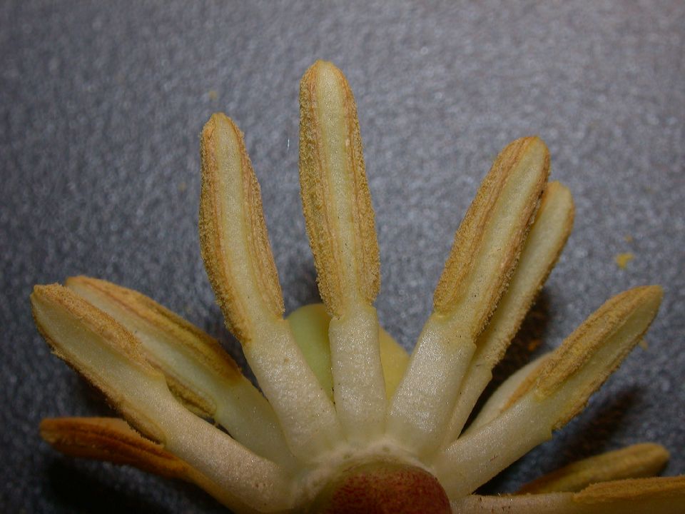 Berberidaceae Podophyllum peltatum
