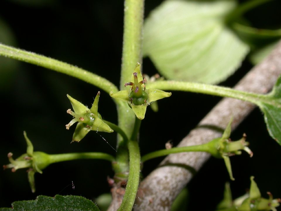 Rhamnaceae Rhamnus cathartica