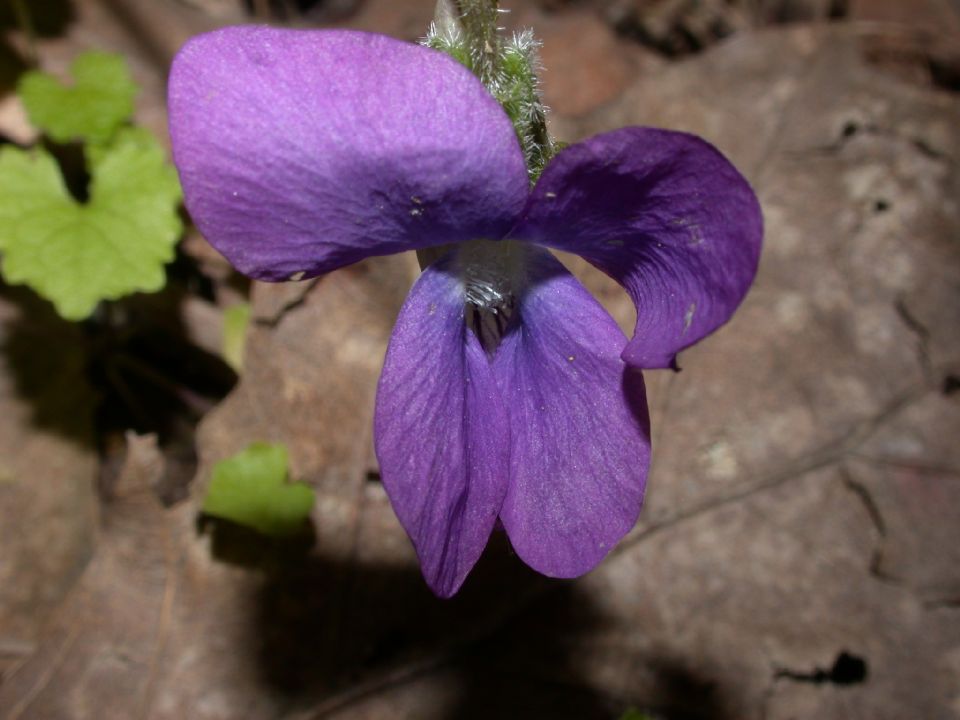 Violaceae Viola 