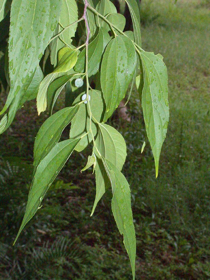 Cannabaceae Celtis trinervia