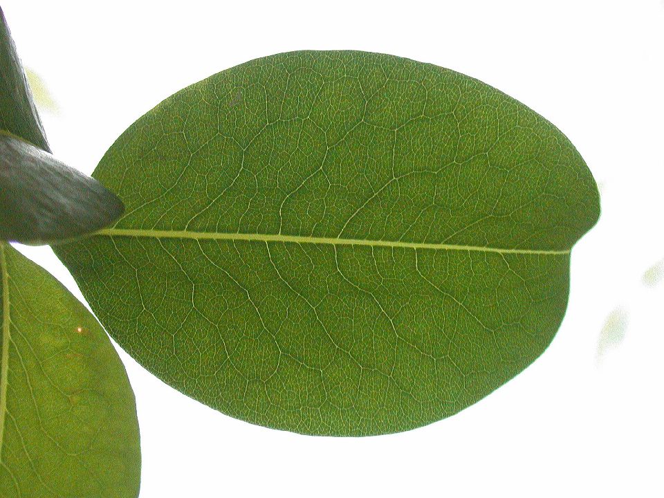 Erythroxylaceae Erythroxylum areolatum