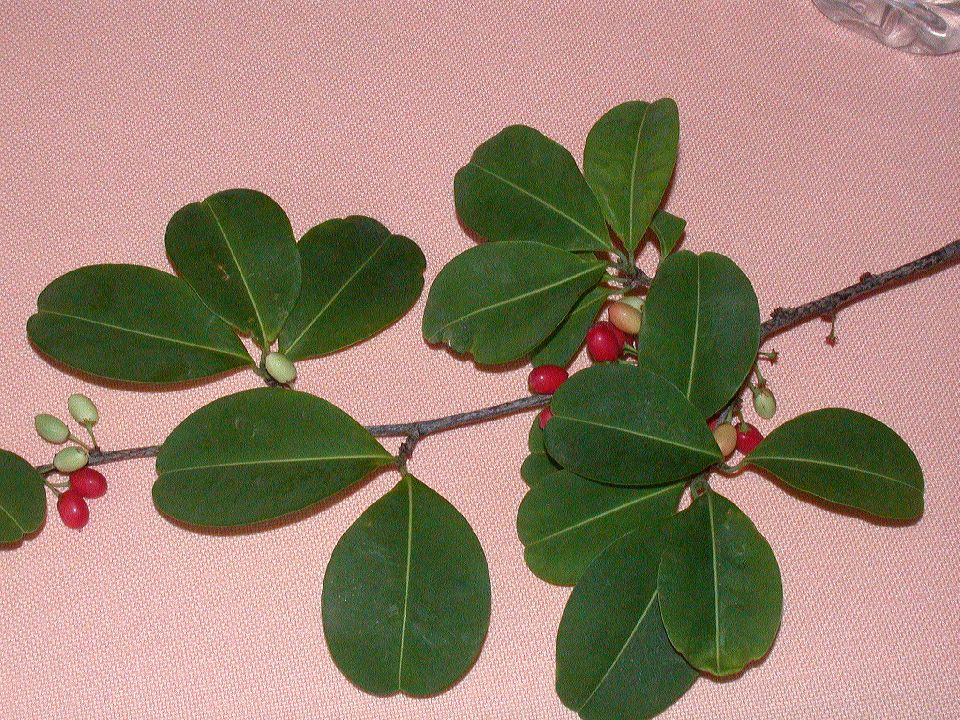 Erythroxylaceae Erythroxylum areolatum