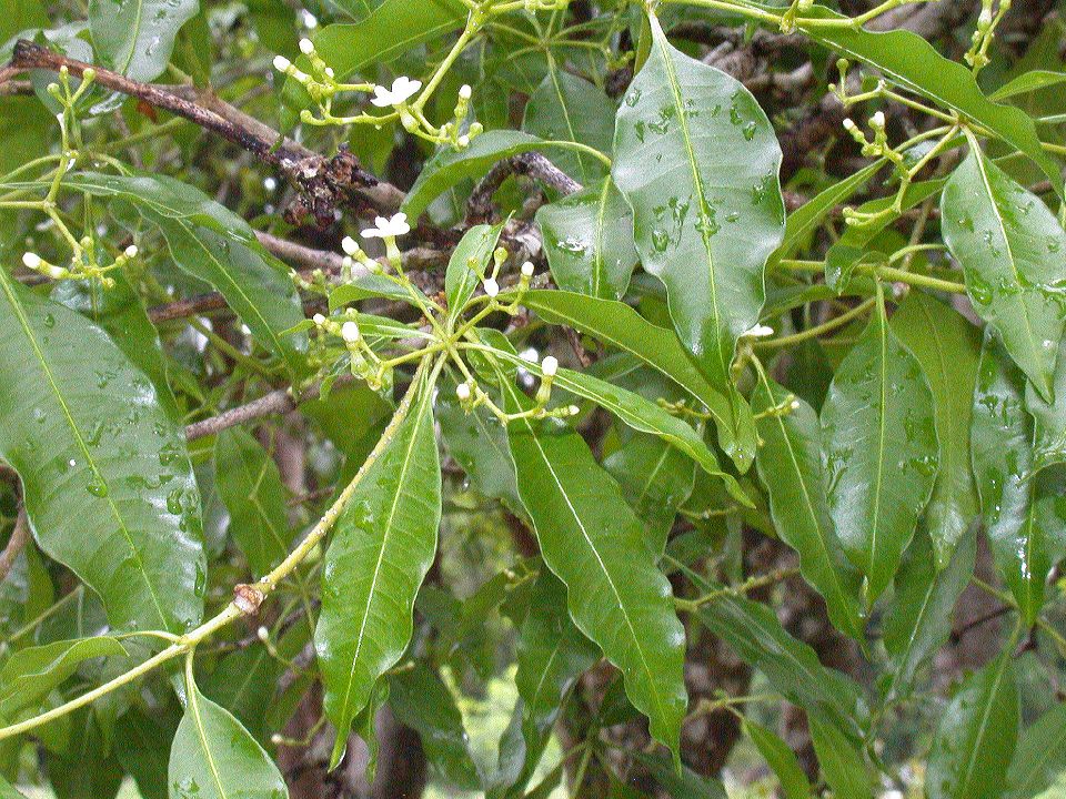 Apocynaceae Rauwolfia nitida