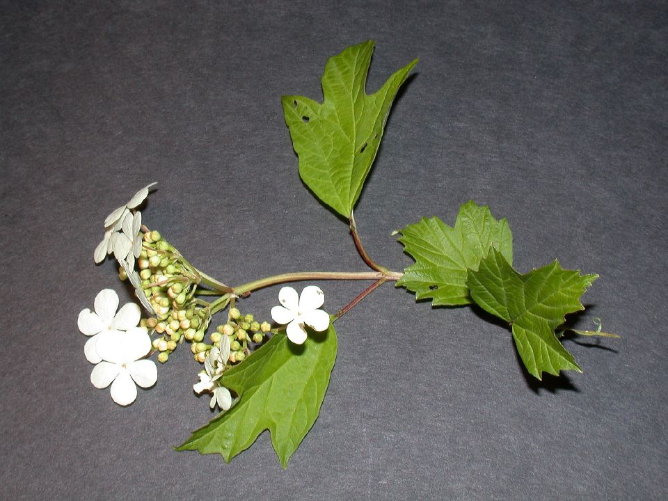 Adoxaceae Viburnum opulus