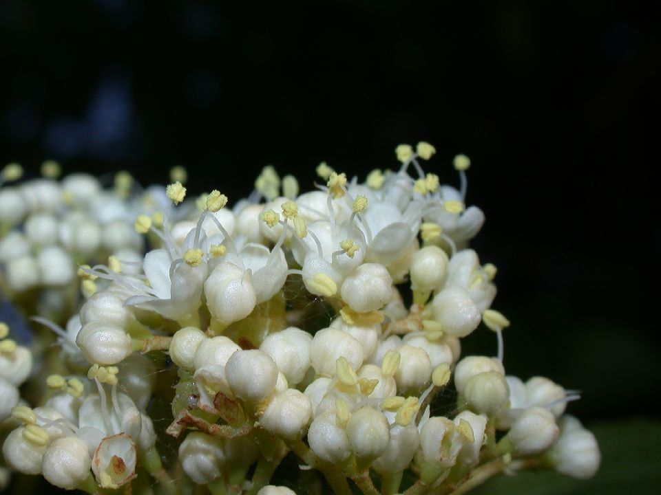 Adoxaceae Viburnum lentago