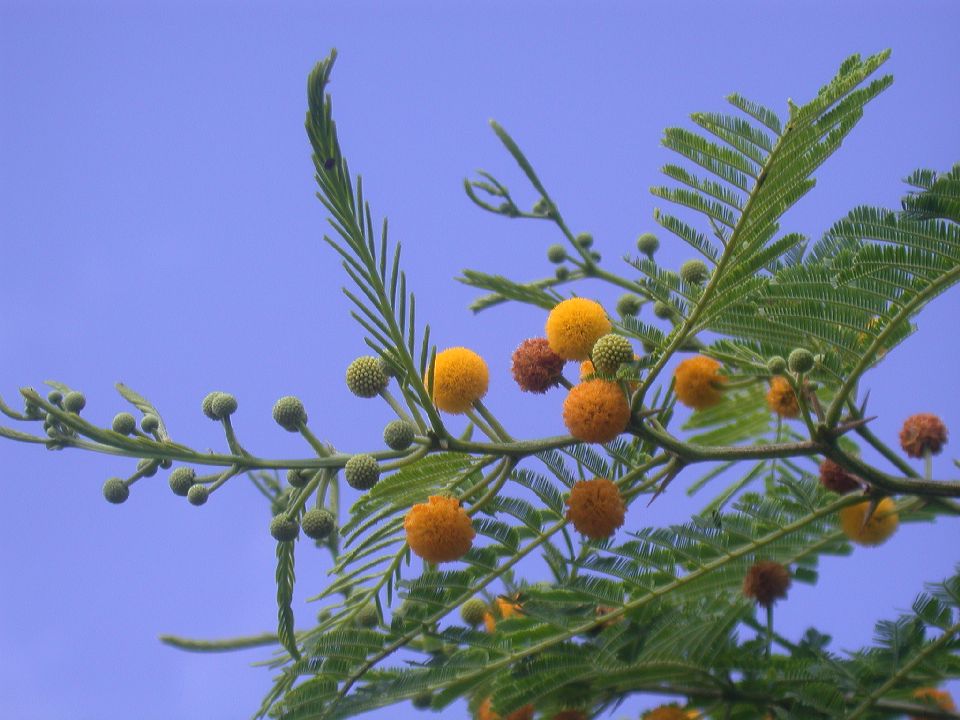 Fabaceae Acacia macranthera
