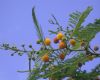 image of Acacia macranthera