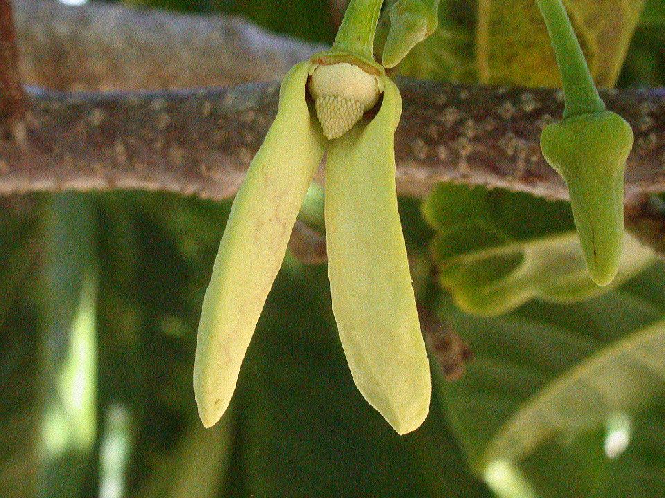 Annonaceae Annona reticulata