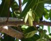 image of Annona reticulata