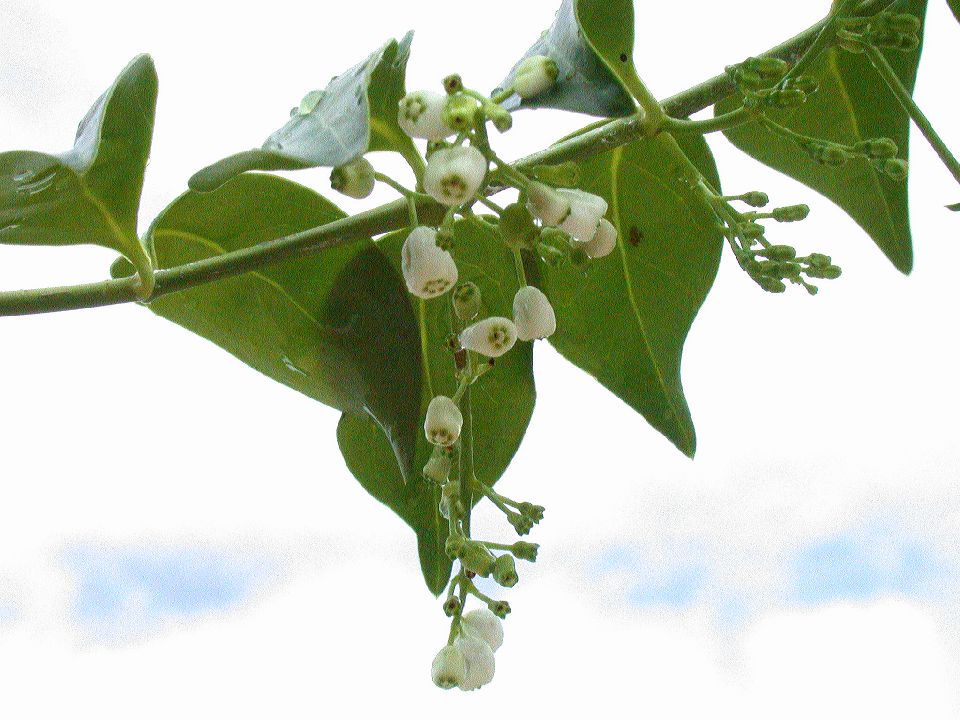 Rubiaceae Chiococca 