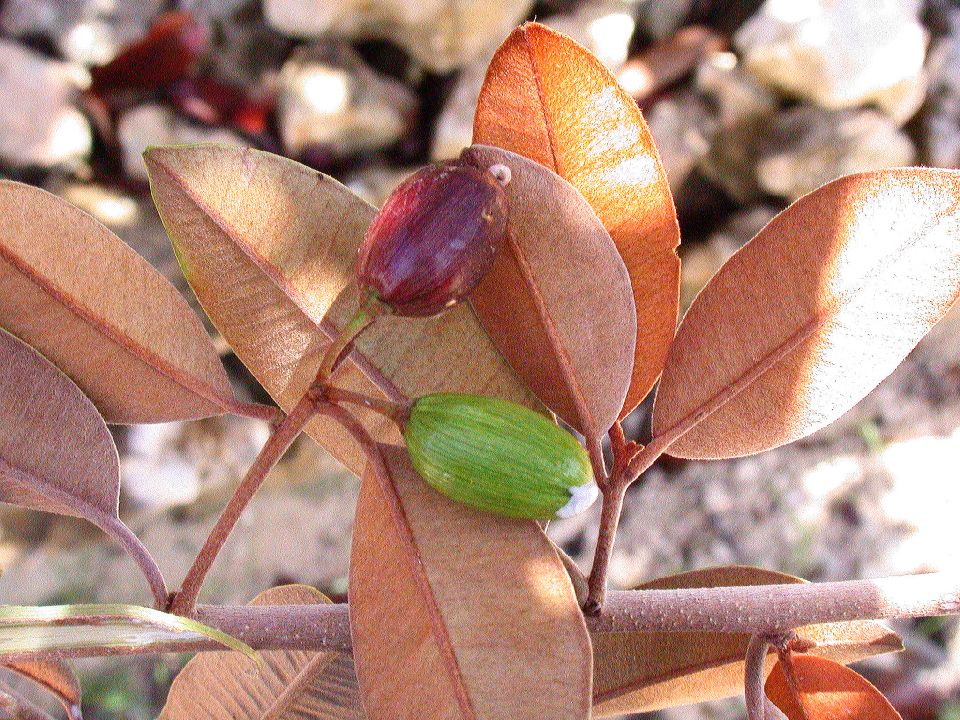 Sapotaceae Chrysophyllum oliviforme