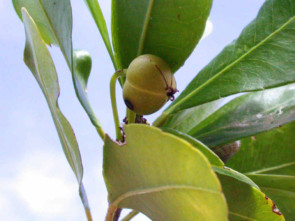 Euphorbiaceae Gymnanthes 