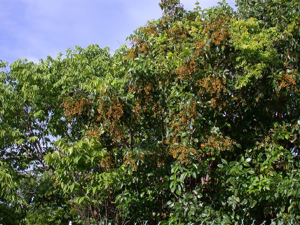 Anacardiaceae Metopium 