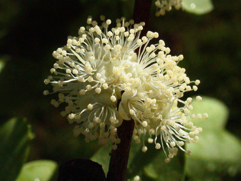Myrtaceae Myrcianthes 