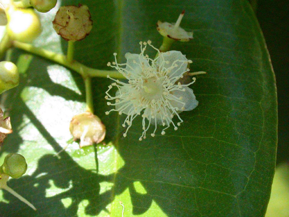 Myrtaceae Pimenta 