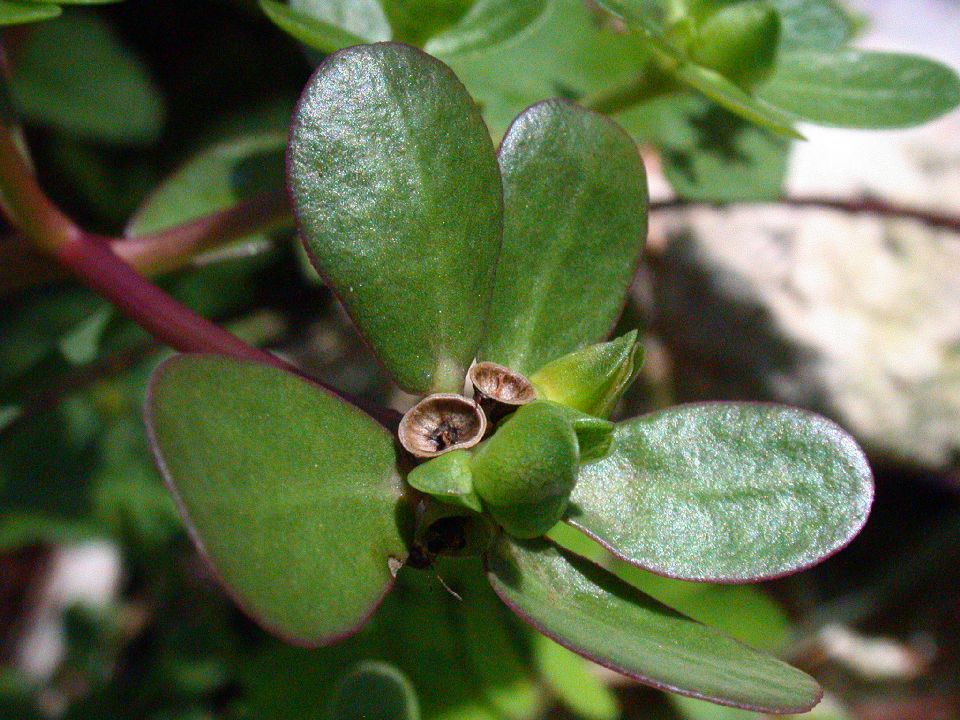 Portulacaceae Portulaca oleracea