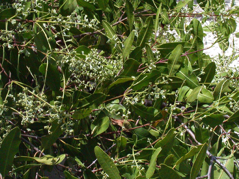 Combretaceae Laguncularia 
