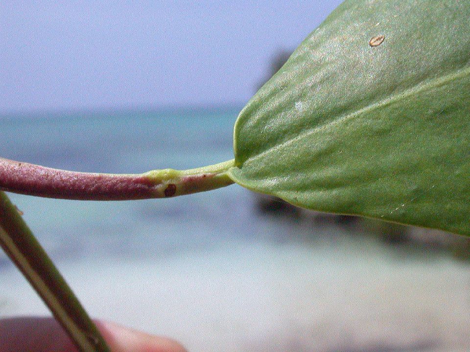 Combretaceae Laguncularia 