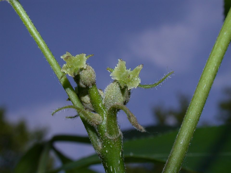 Juglandaceae Carya ovata