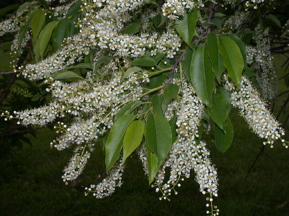 Rosaceae Prunus serotina