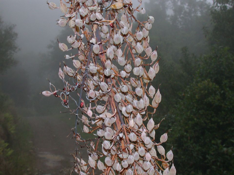 Papaveraceae Bocconia 