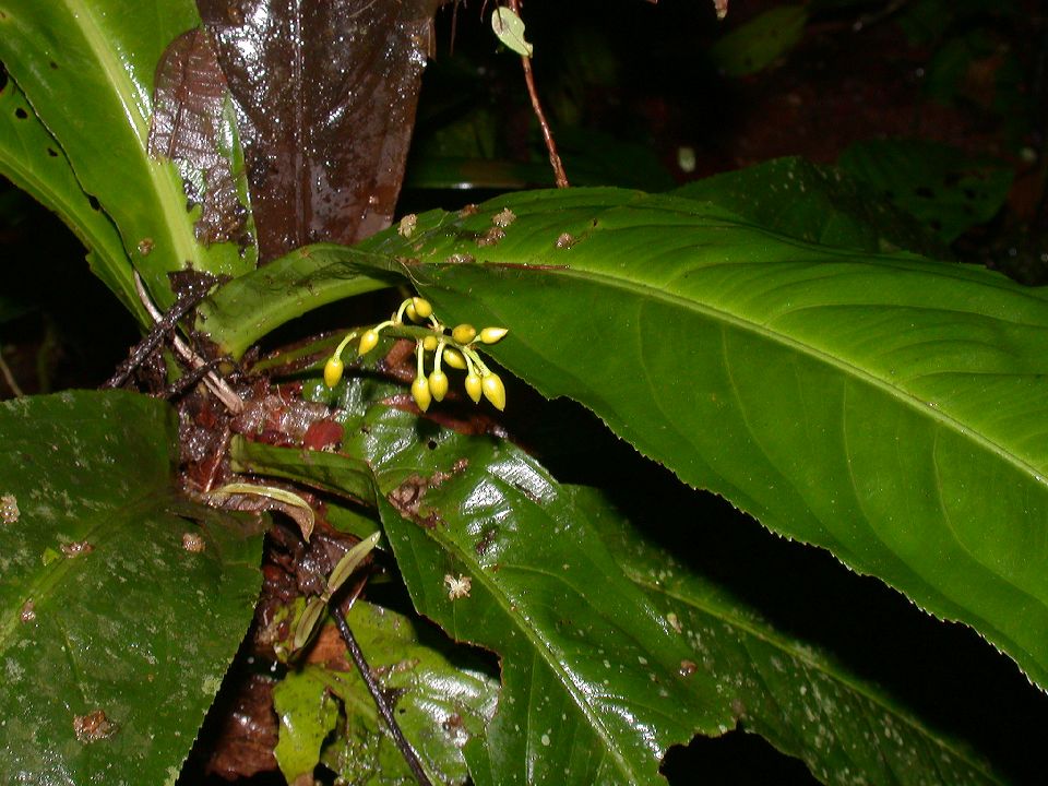 Ochnaceae Ouratea 