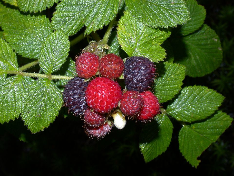 Rosaceae Rubus 