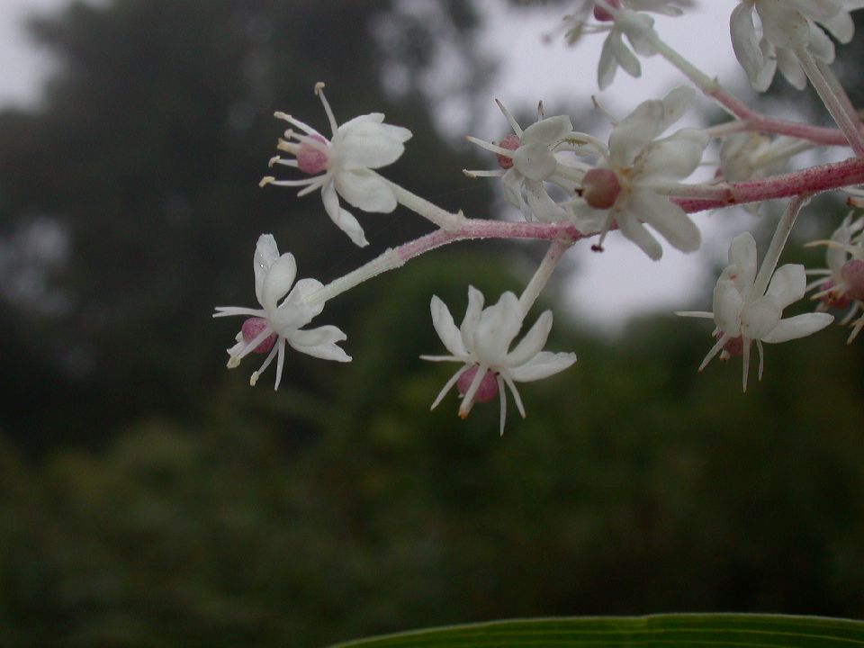 Asparagaceae Maianthemum 