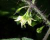 image of Solanum acerifolium
