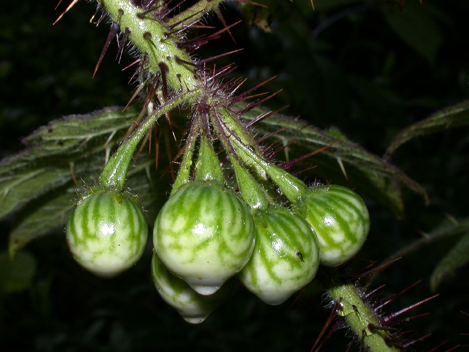 Solanaceae Solanum acerifolium