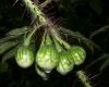 image of Solanum acerifolium
