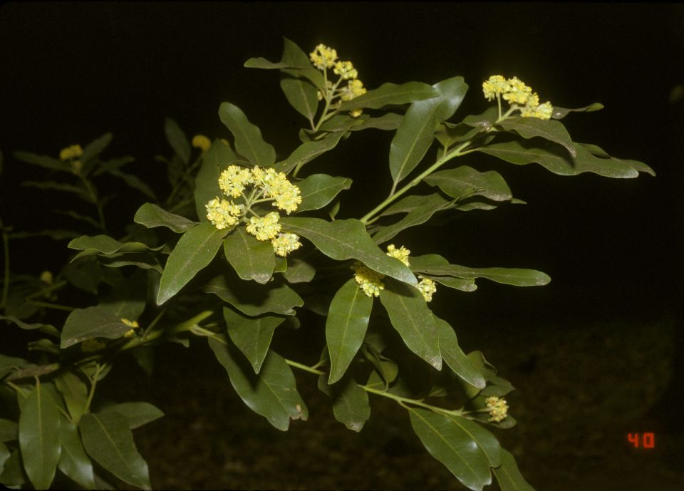 Lauraceae Umbellularia californica