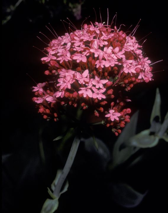 Caprifoliaceae Centranthus ruber