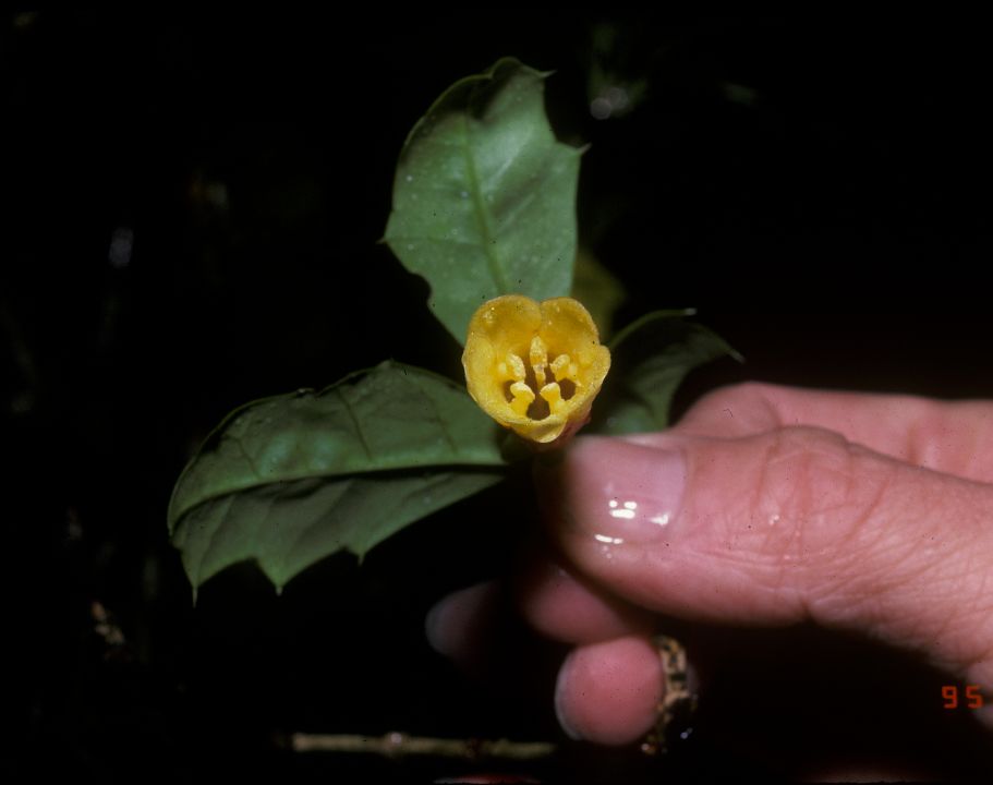 Desfontainiaceae Desfontainia spinosa