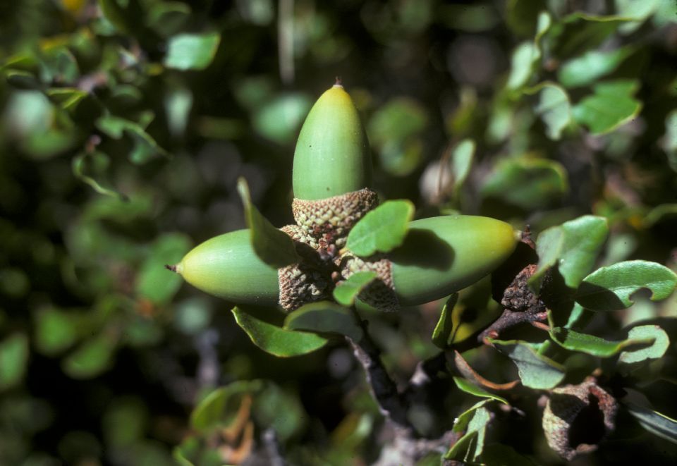 Fagaceae Quercus pacifica