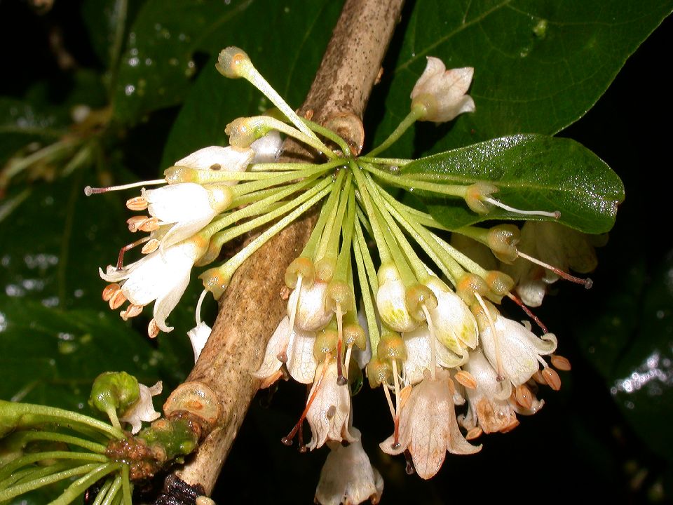 Solanaceae Acnistus arborescens