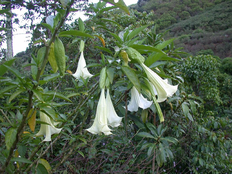 Solanaceae Brugmansia versicolor