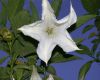 image of Brugmansia versicolor