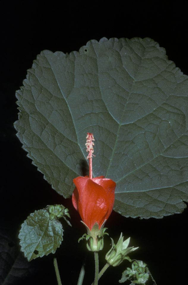 Malvaceae Malvaviscus drummondii