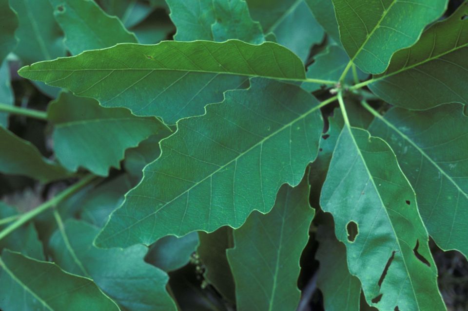 Fagaceae Quercus muhlenbergii