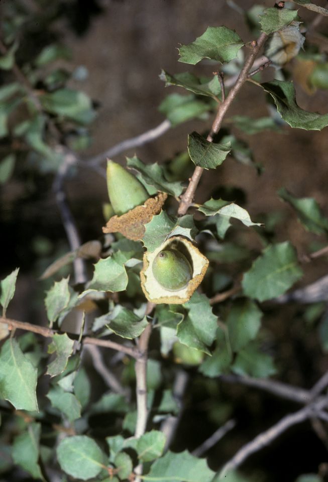 Fagaceae Quercus palmeri