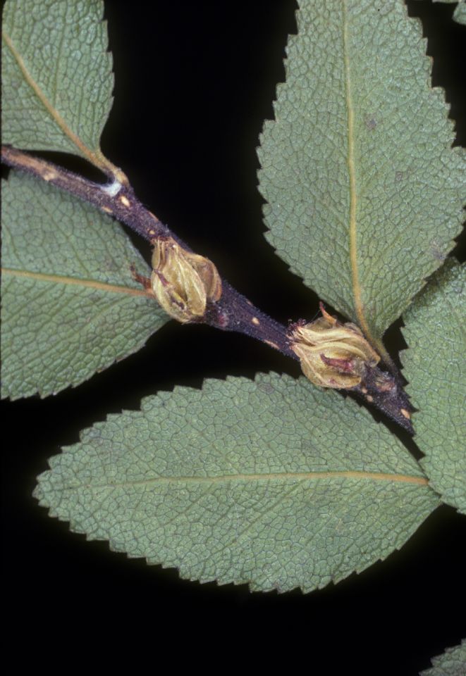 Nothofagaceae Nothofagus dombeyi