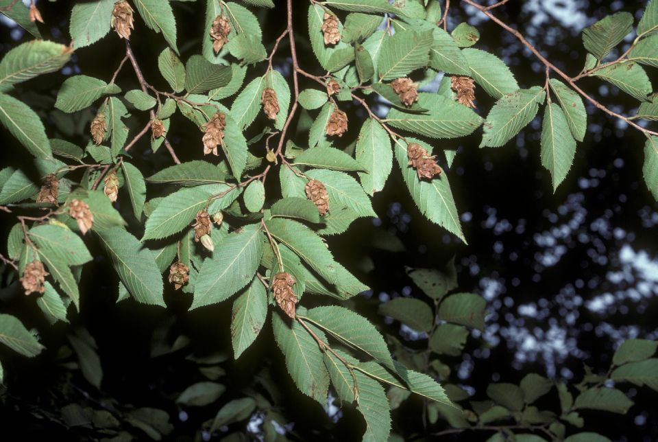 Betulaceae Ostrya virginiana
